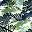 Palm Pattern