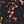 Black Night Dot Floral