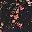 Black Night Dot Floral