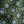 Olive Leafy Tile