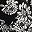 Black Estelle Floral