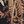 Black Jana Chintz