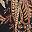 Black Jana Chintz
