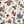 Cream Floral