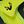 Green Gecko Yellow