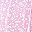 Pink White Flower