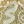 Gold Tone