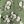 Green Floral