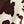 Chocolate Brown