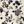 Floral Cream