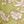 Avocado Tan Ivory