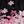 Pink Black Floral