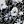 Black Blue Floral