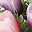 Purple Pink