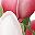 Rose Red