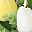 White Yellow