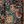 Brown Paisley Print