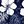 Navy Blue White Floral
