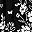 White Floral Black