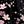 Black Pink Floral
