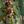 Green Floral