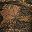 Brown Camo