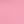 Pink Carnation