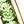 August Peridot
