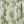 Green White Floral