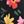 Multi Floral