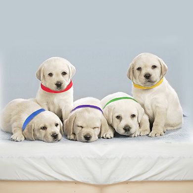 12-Color Adjustable Puppy ID Collars