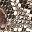 Brown Multi