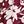 Wine Red Flower