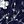 Navy Floral
