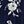 Navy White