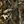 Yellow Brown Olive