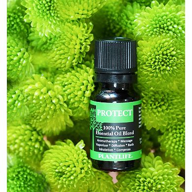 Essential Oil 3 Pack - Top Blends