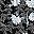 Black White Floral