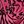 Rose Red Flower