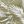 Green Palm Leaf
