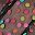 Color Polka Dots Black