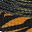 Black Orange