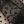 Black Small Dots