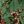 Green Floral