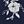Navy Floral