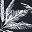 Navy Coconut Tree