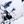White Black