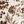 Ivory Latte Floral