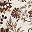 Ivory Latte Floral