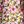 Rose Pink Floral